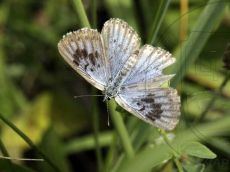 Голубянка-арион_7